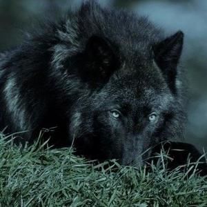 Meet your Posher, Rose